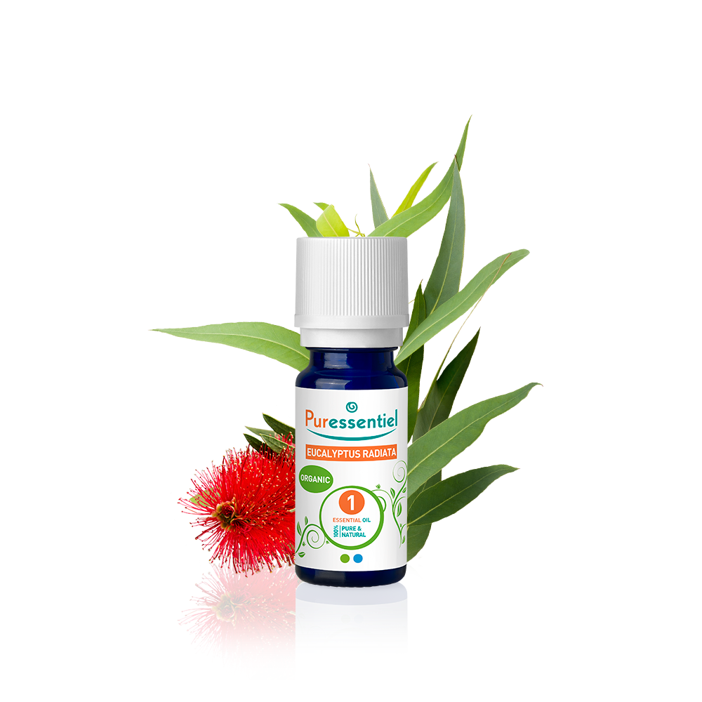 Eucalyptus Radiata Organic Essential Oil